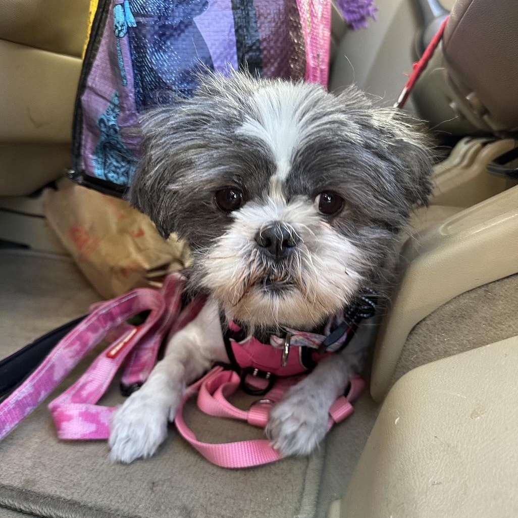 Enlarge Daisy in Colorado, a ADOPTABLE mixed breed in Denver, CO image 5/6