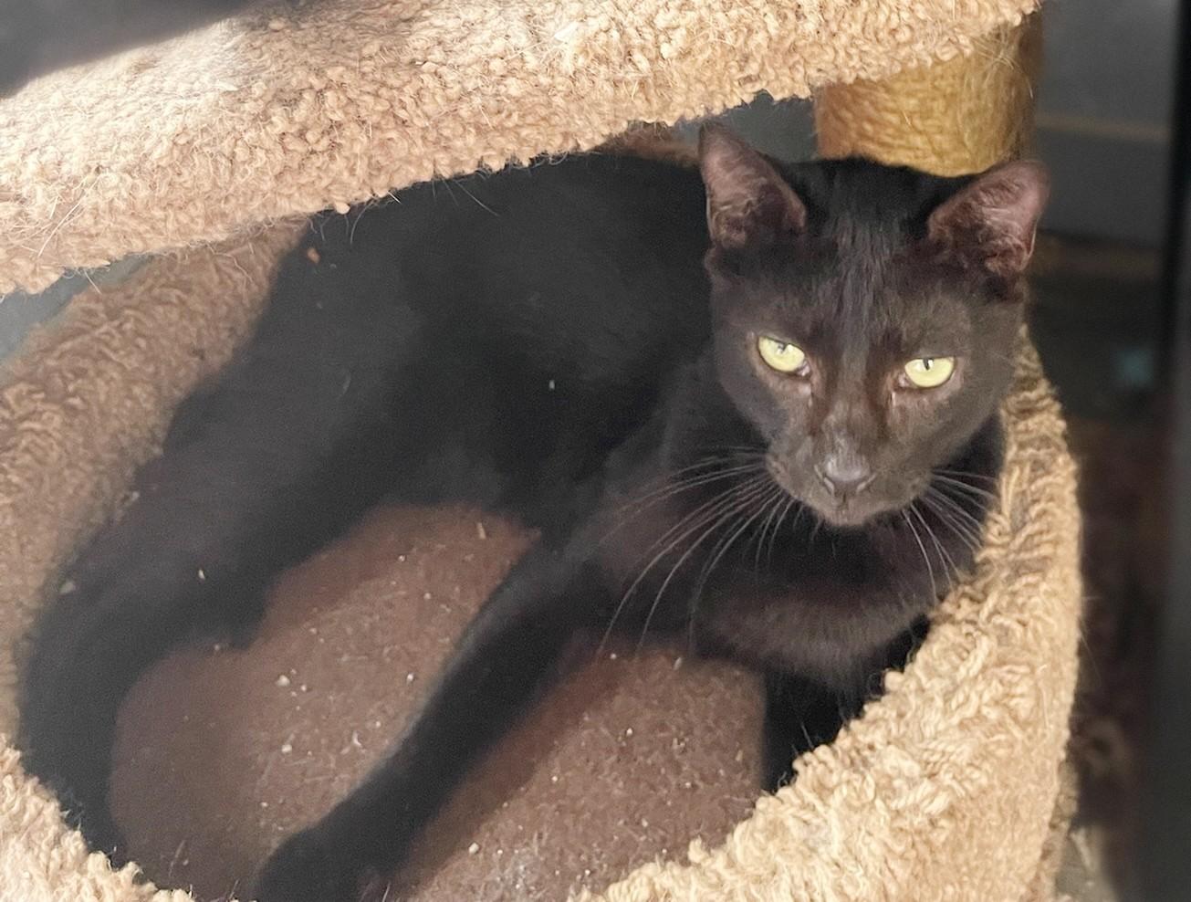 Ebony, Adoptable, Adult Female Domestic Short Hair.