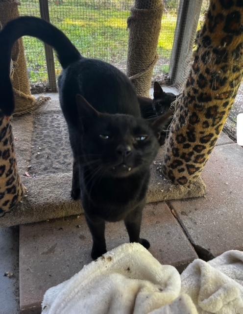 Enlarge Ebony, a Adoptable Domestic Short Hair in Lakeland, FL image 3/5