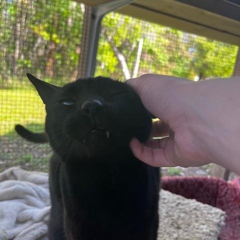 Enlarge Ebony, a Adoptable Domestic Short Hair in Lakeland, FL image 5/5