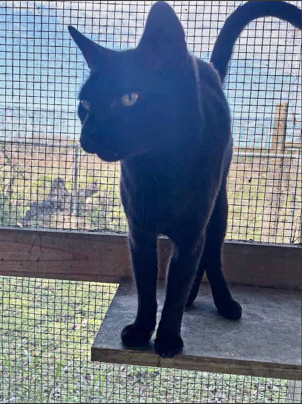 Enlarge Ebony, a Adoptable Domestic Short Hair in Lakeland, FL image 4/5