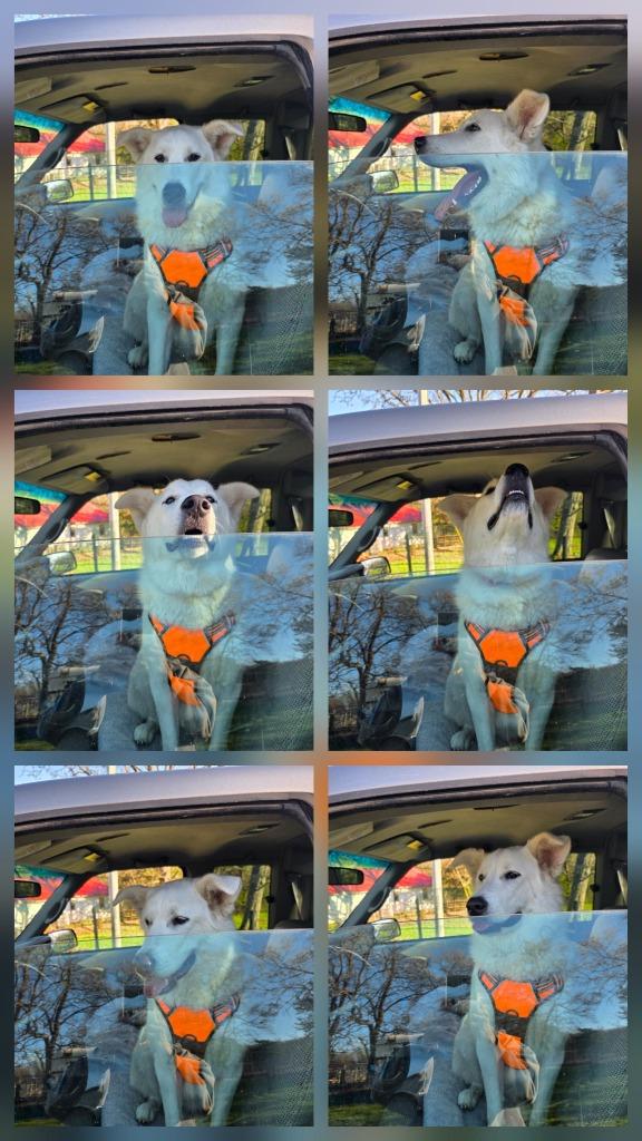 Empress, Adoptable, Young Female Siberian Husky & White German Shepherd.
