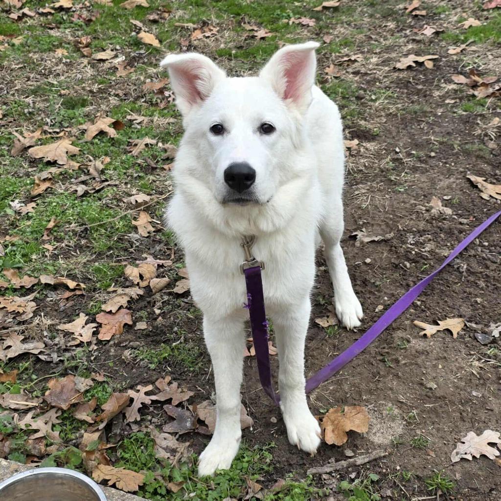 Enlarge Empress, a Adoptable mixed breed in Waynesville, MO image 2/3
