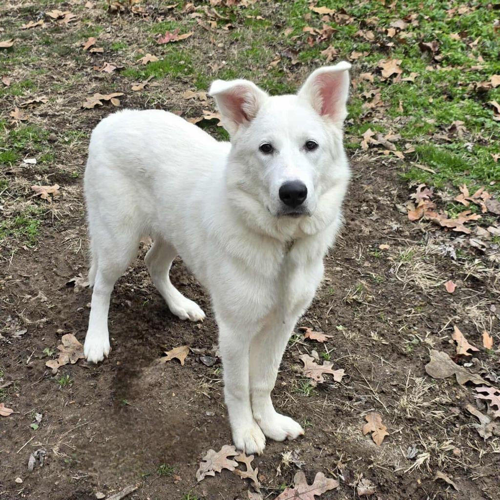 Enlarge Empress, a Adoptable mixed breed in Waynesville, MO image 3/3