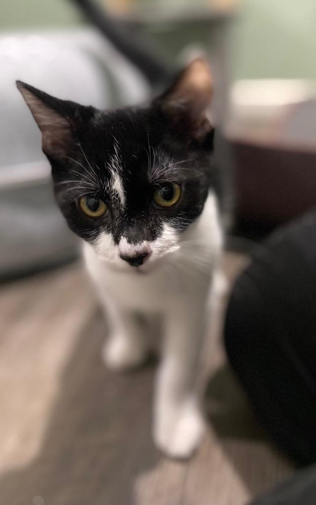 Enlarge Pepe' Le Pew, a Adoptable mixed breed in Labelle, FL image 1/1