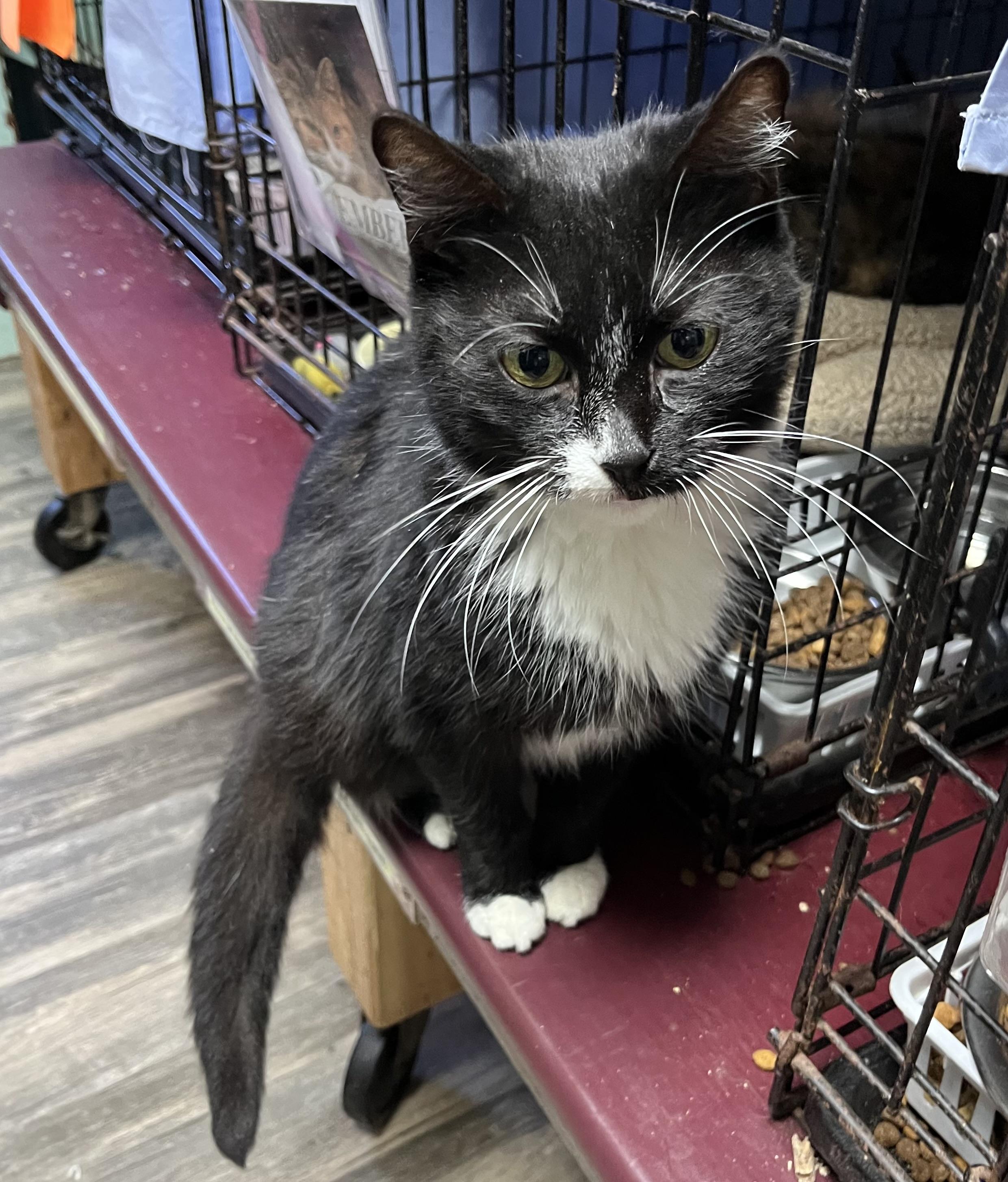 Enlarge Bogg, a Adoptable Domestic Short Hair in Cortland, NY image 1/3