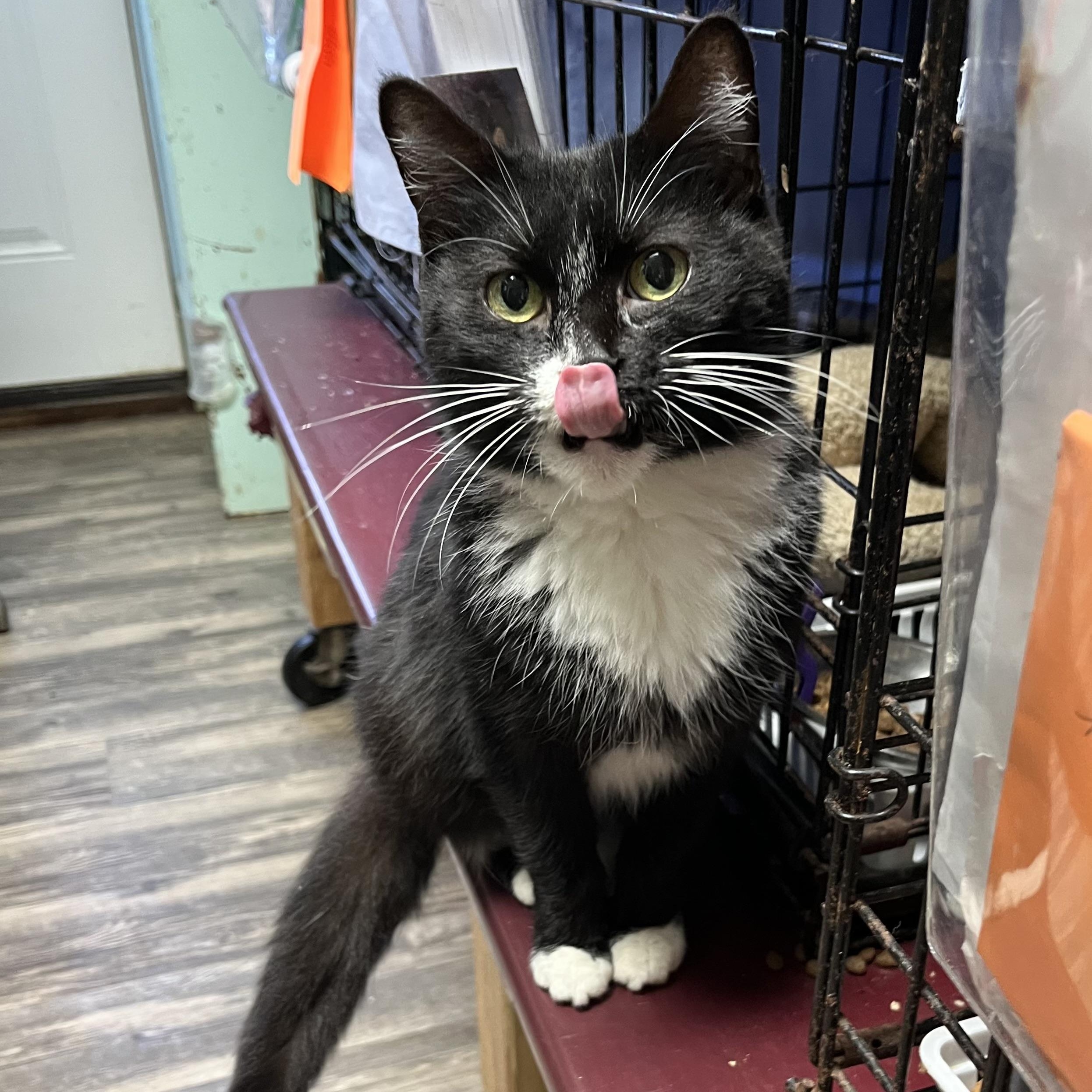 Enlarge Bogg, a Adoptable Domestic Short Hair in Cortland, NY image 2/3