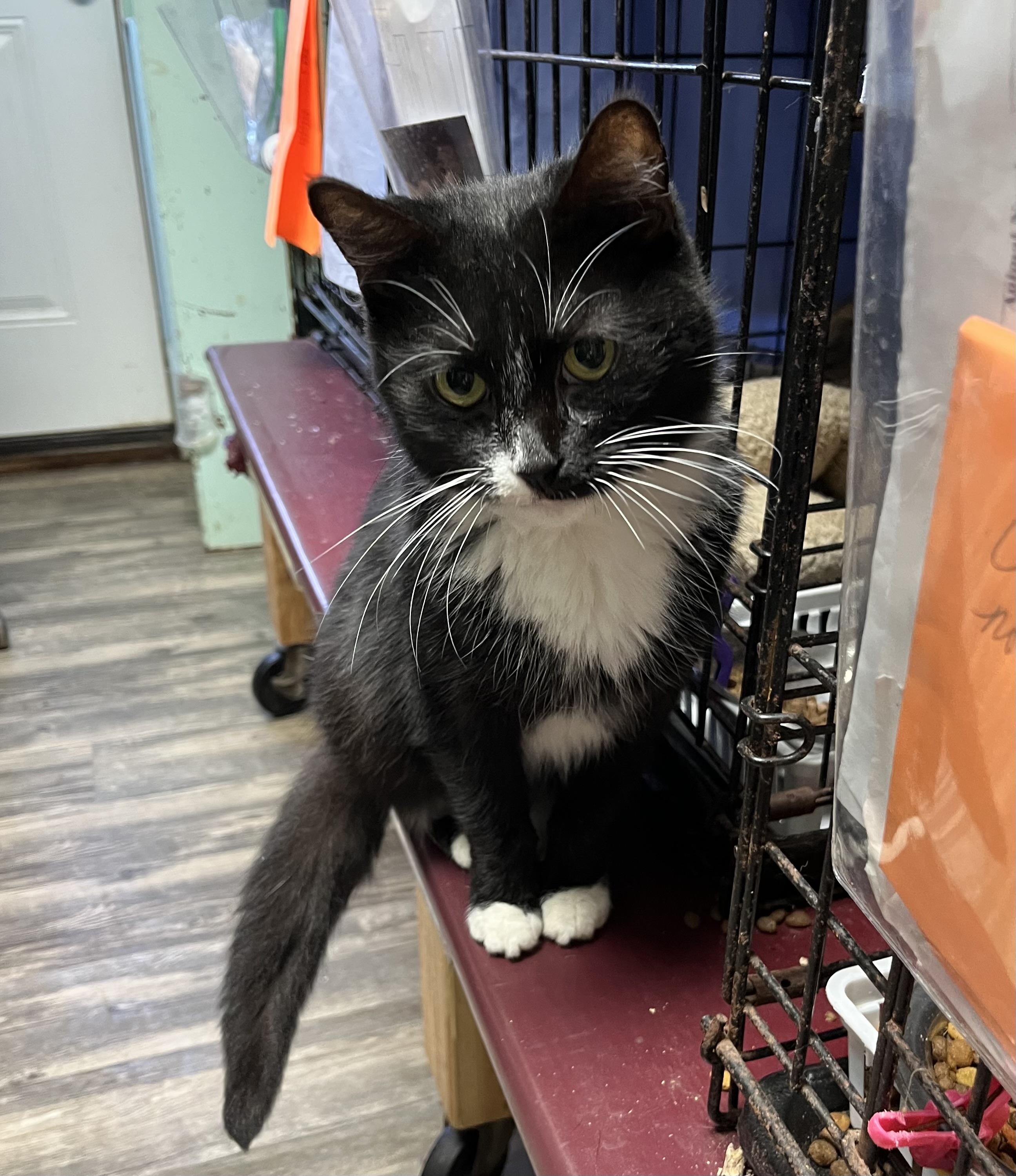 Enlarge Bogg, a Adoptable Domestic Short Hair in Cortland, NY image 3/3