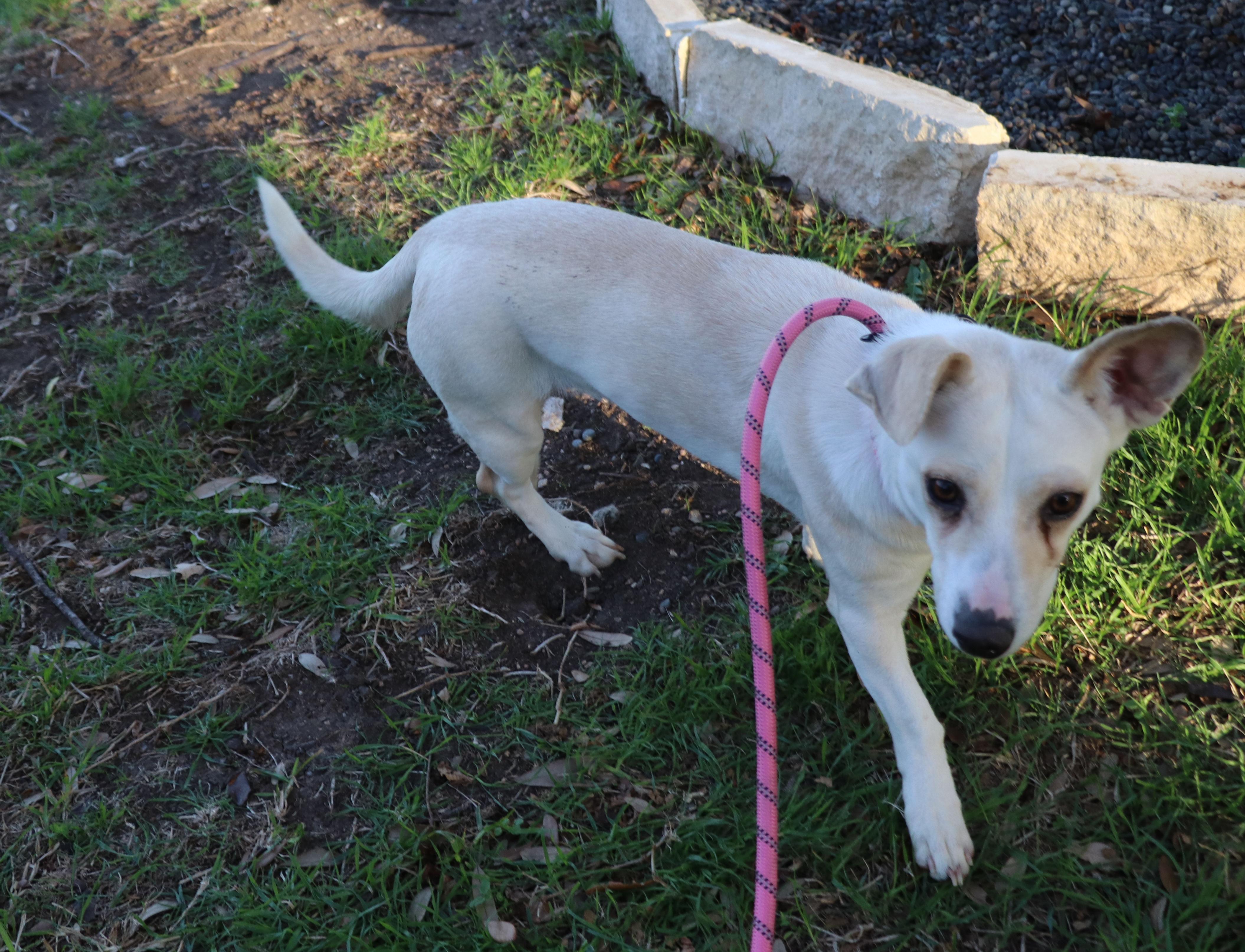 Enlarge Snow Flake, an adopted mixed breed in Cape Neddick, ME image 5/5