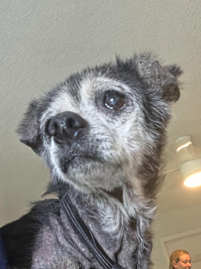 Zoe, Adoptable, Senior Female Chihuahua.