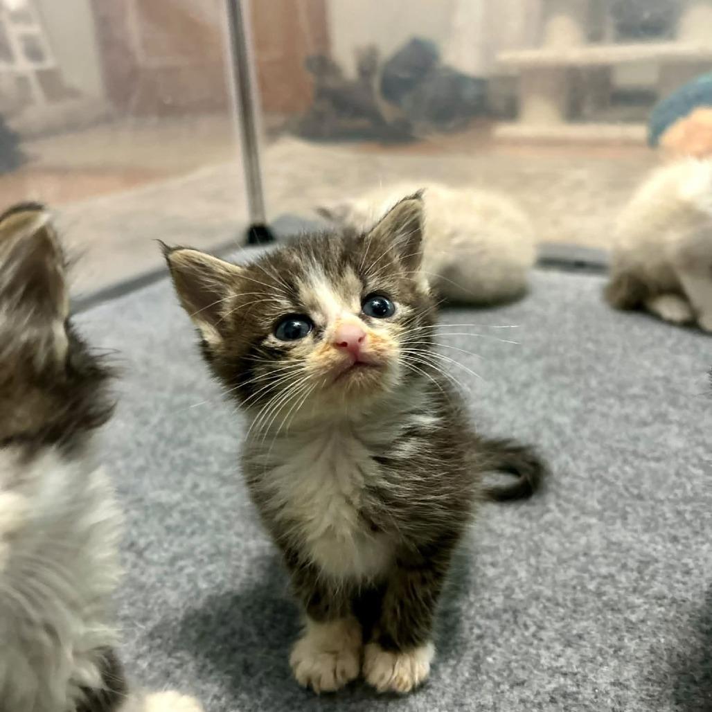Nessie, Adoptable, Kitten Female Domestic Short Hair.