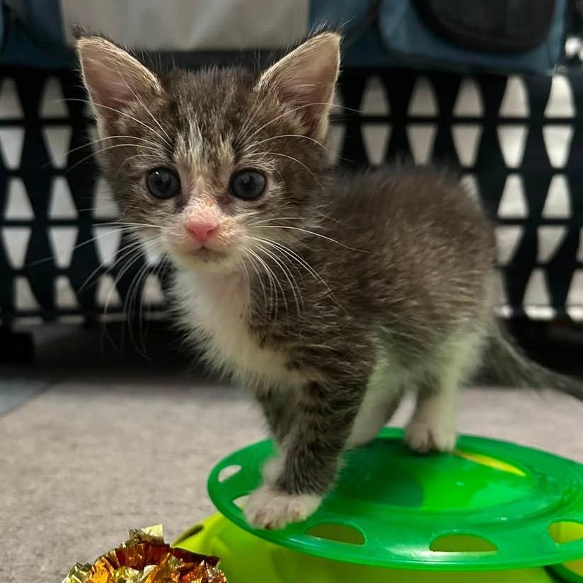 Enlarge Nessie, a Adoptable Domestic Short Hair in Harrisonburg, VA image 2/5
