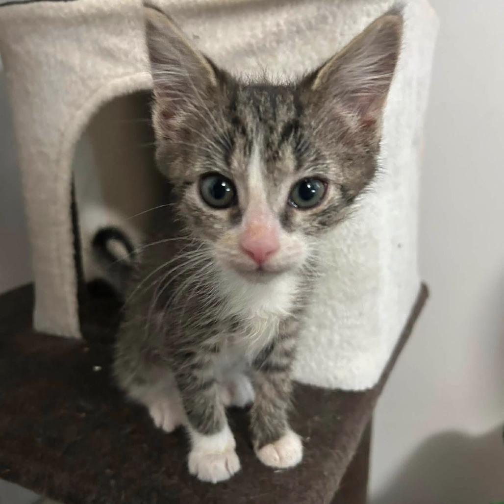 Enlarge Nessie, a Adoptable Domestic Short Hair in Harrisonburg, VA image 4/5