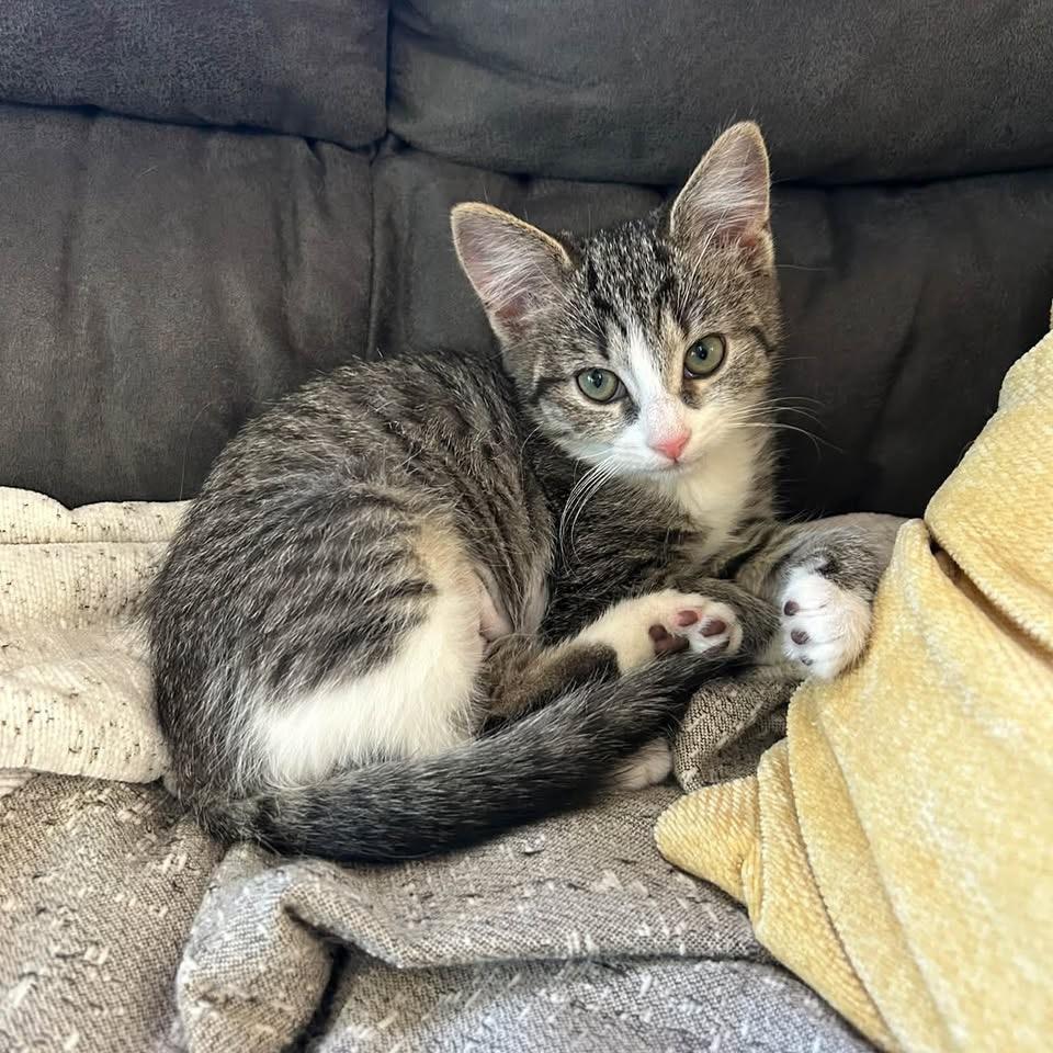Enlarge Nessie, a Adoptable Domestic Short Hair in Harrisonburg, VA image 5/5