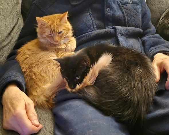 Enlarge Leo Pierre, an adopted Domestic Long Hair in Williamsport, PA image 3/3