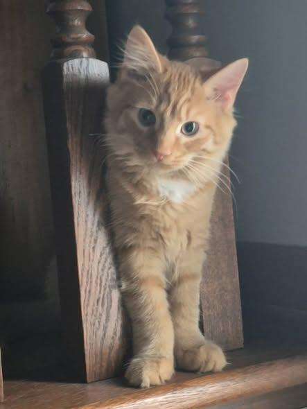 Leo Pierre, adopted, Young Male Domestic Long Hair.