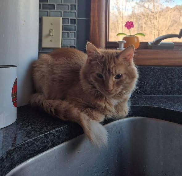 Enlarge Leo Pierre, an adopted Domestic Long Hair in Williamsport, PA image 2/3