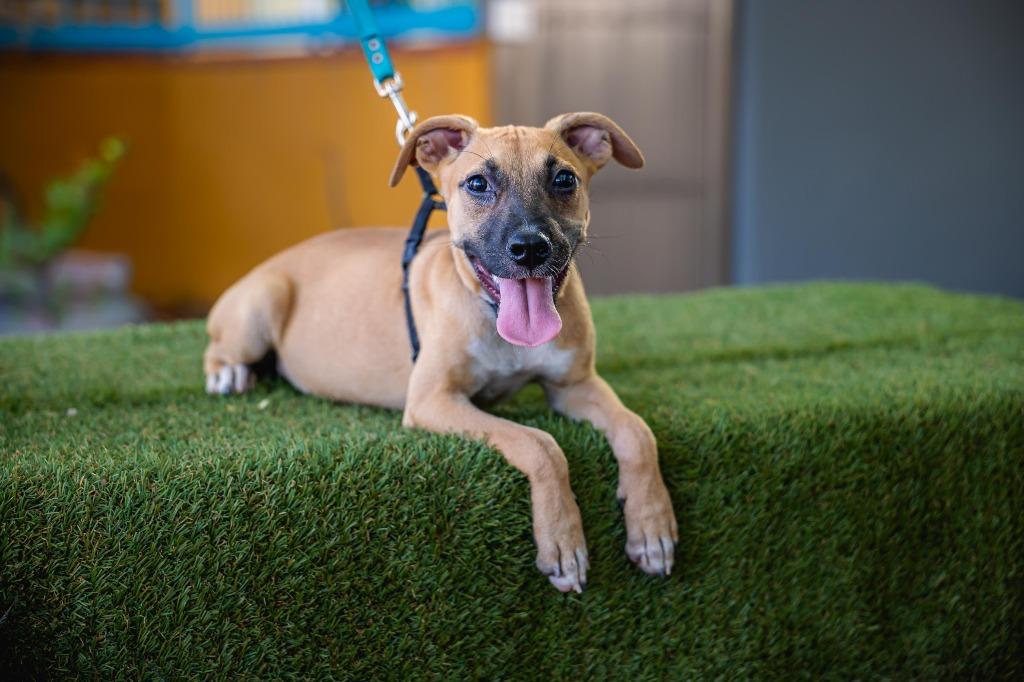 Thelma, Adoptable, Puppy Female Boxer & American Staffordshire Terrier.