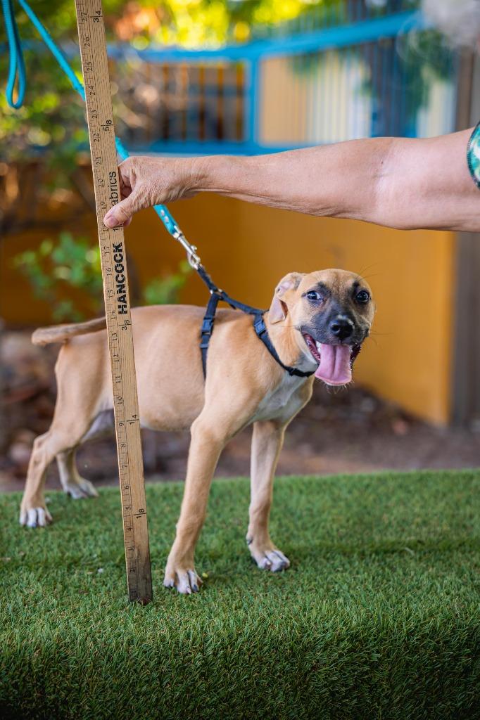 Enlarge Thelma, a Adoptable mixed breed in Anacortes, WA image 2/6