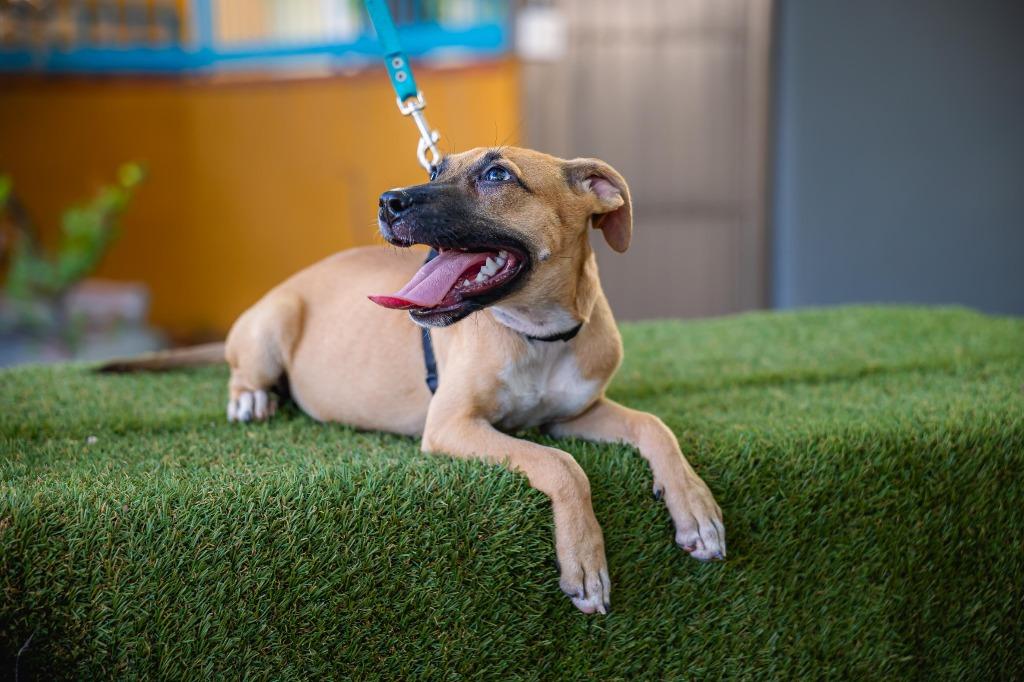 Enlarge Thelma, a Adoptable mixed breed in Anacortes, WA image 3/6
