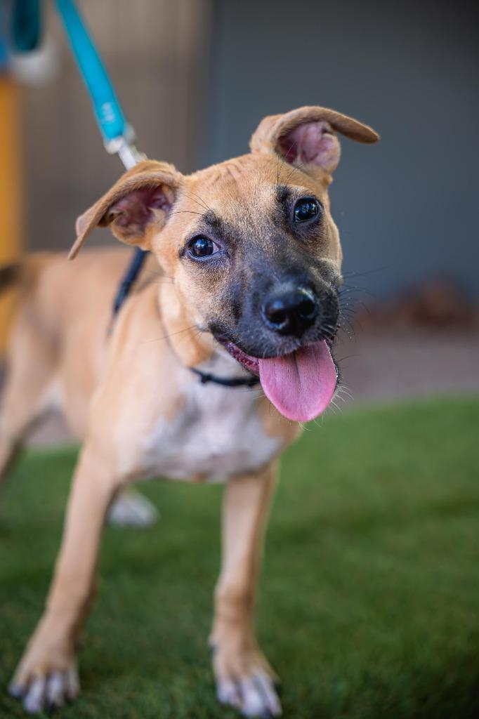 Enlarge Thelma, a Adoptable mixed breed in Anacortes, WA image 4/6