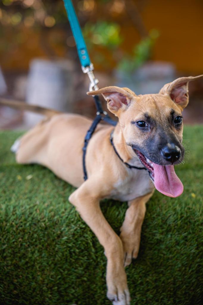 Enlarge Thelma, a Adoptable mixed breed in Anacortes, WA image 5/6