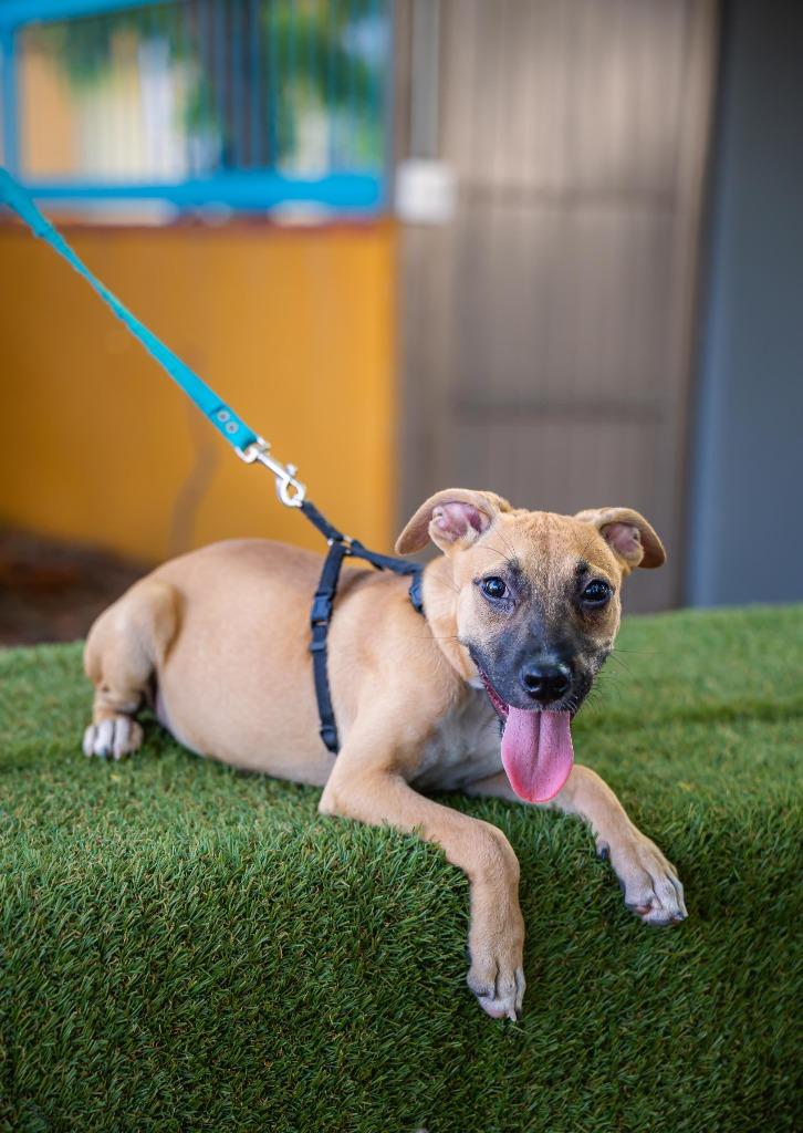 Enlarge Thelma, a Adoptable mixed breed in Anacortes, WA image 6/6