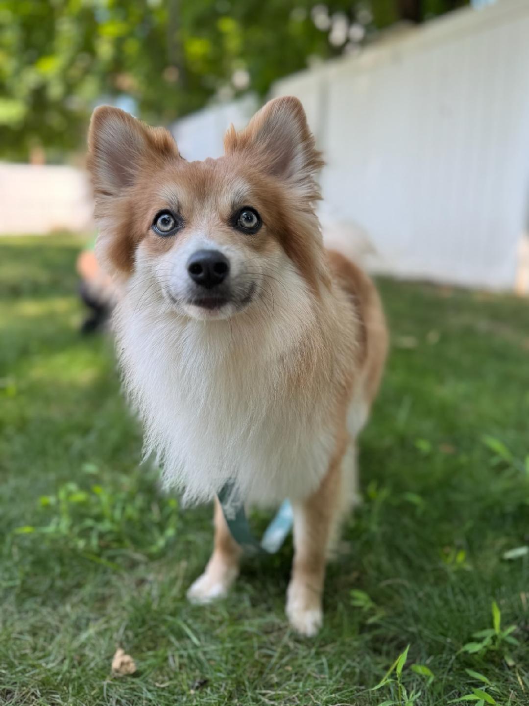 Parker, an adoptable Pomsky in Closter, NJ, 07624 | Photo Image 1