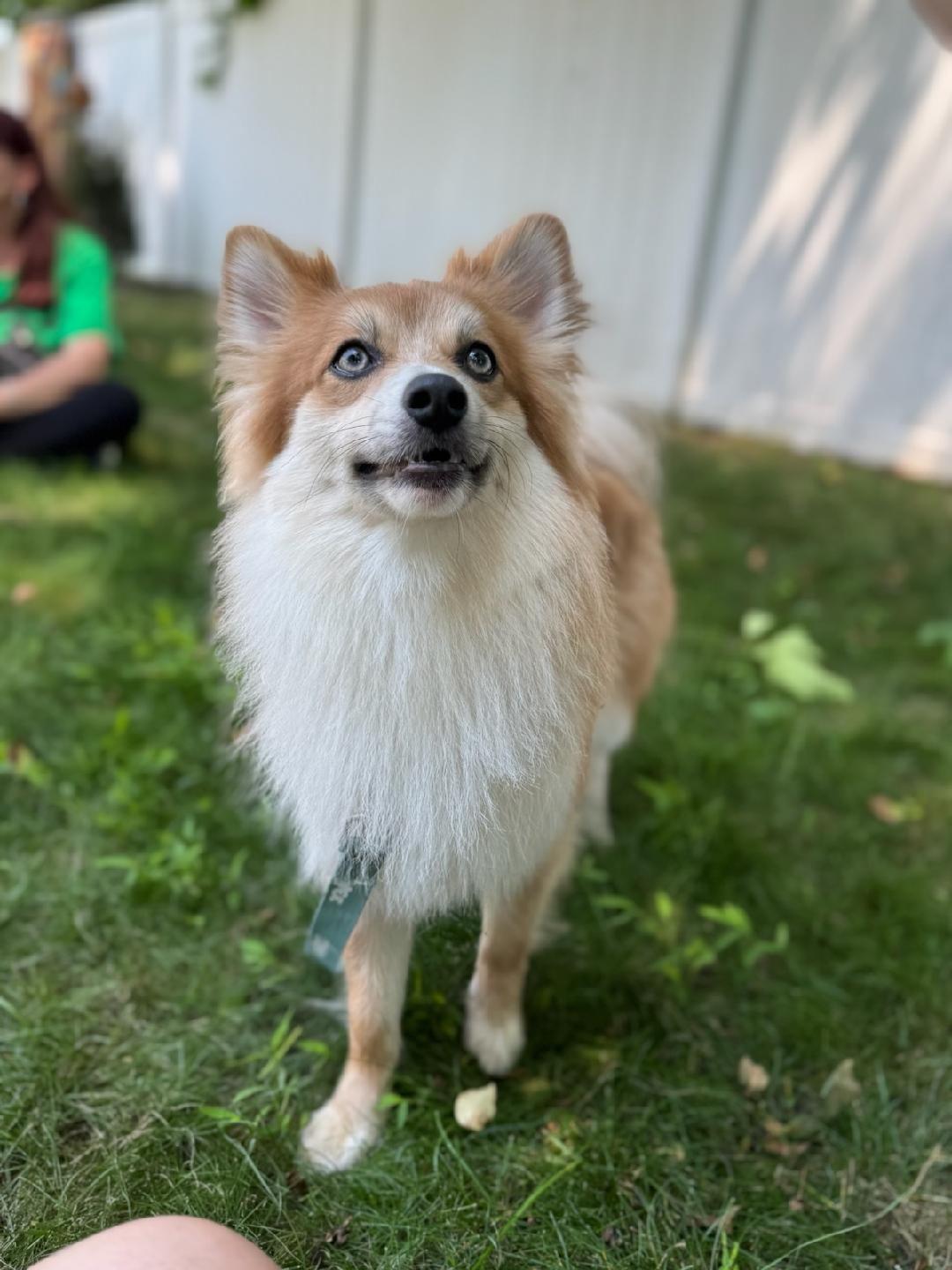 Parker, an adoptable Pomsky in Closter, NJ, 07624 | Photo Image 2