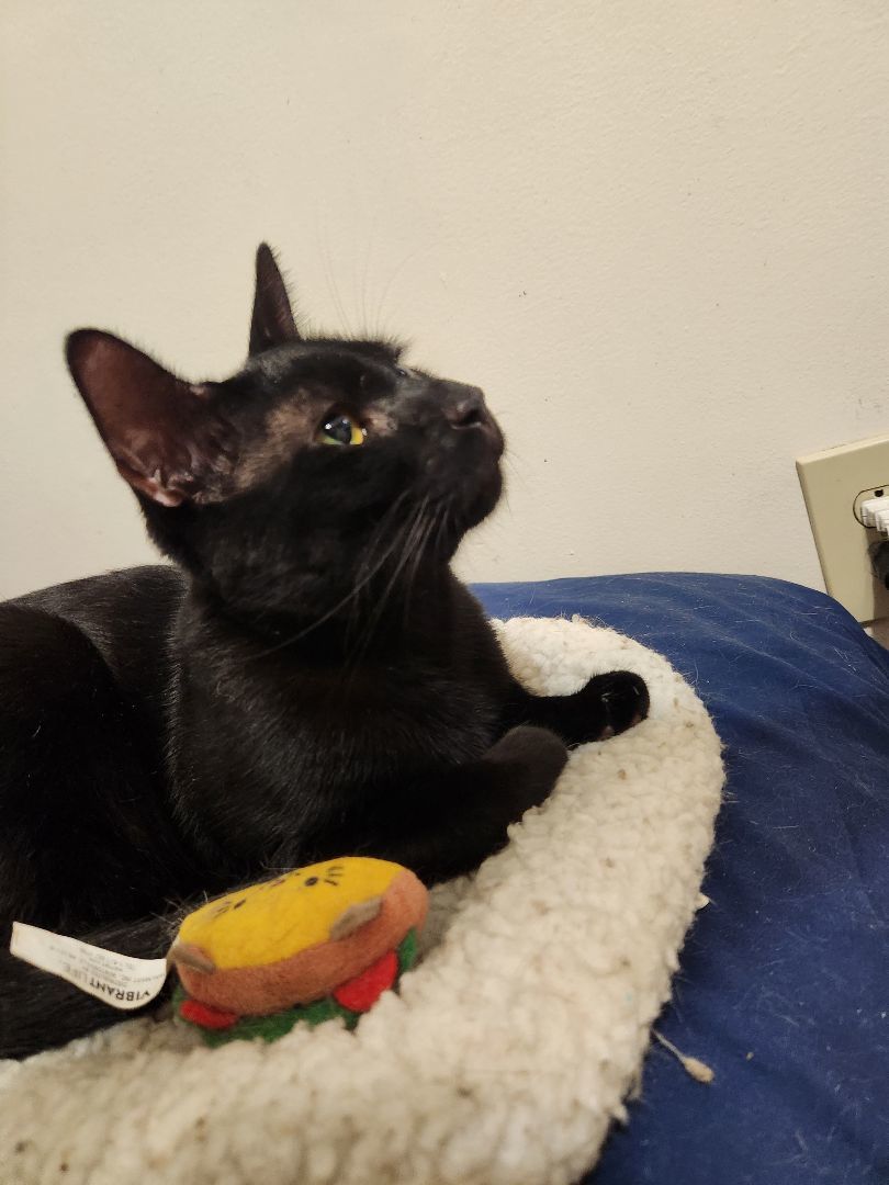 Hugo N. "Wanna be my friend?", a Adoptable American Shorthair in New York, NY image 1/4