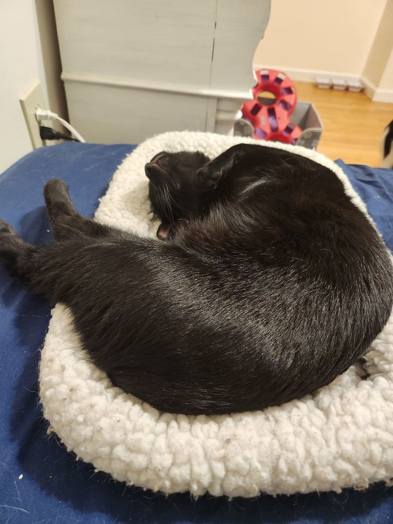 Hugo N. "Wanna be my friend?", a Adoptable American Shorthair in New York, NY image 2/4