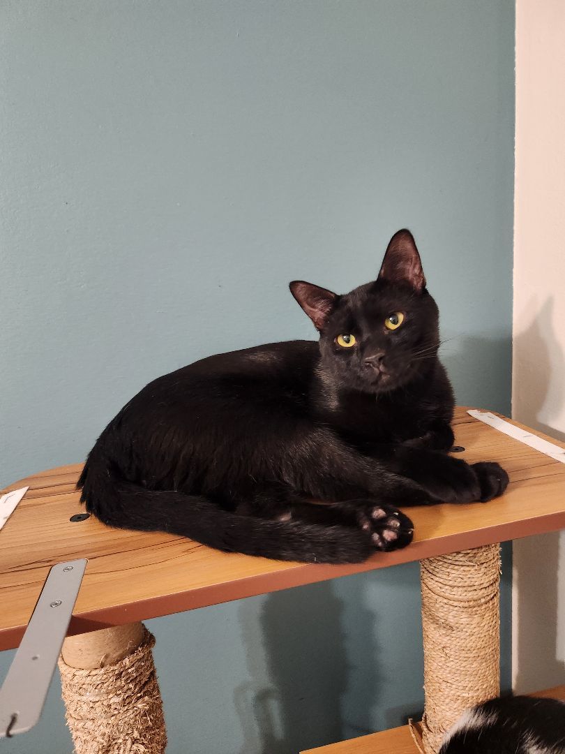 Hugo N. "Wanna be my friend?", a Adoptable American Shorthair in New York, NY image 3/4