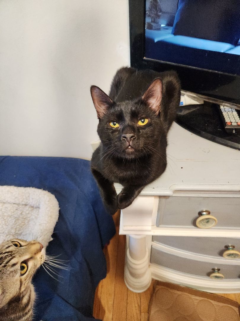 Hugo N. "Wanna be my friend?", a Adoptable American Shorthair in New York, NY image 4/4