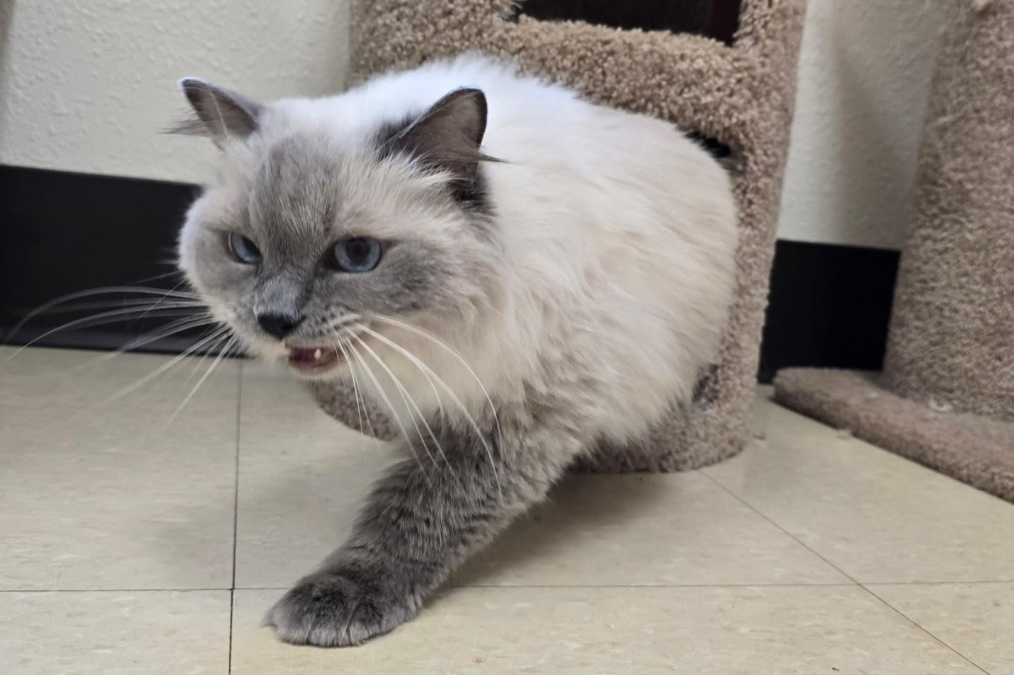 Enlarge Bella, an adopted Ragdoll in Red Wing, MN image 3/5