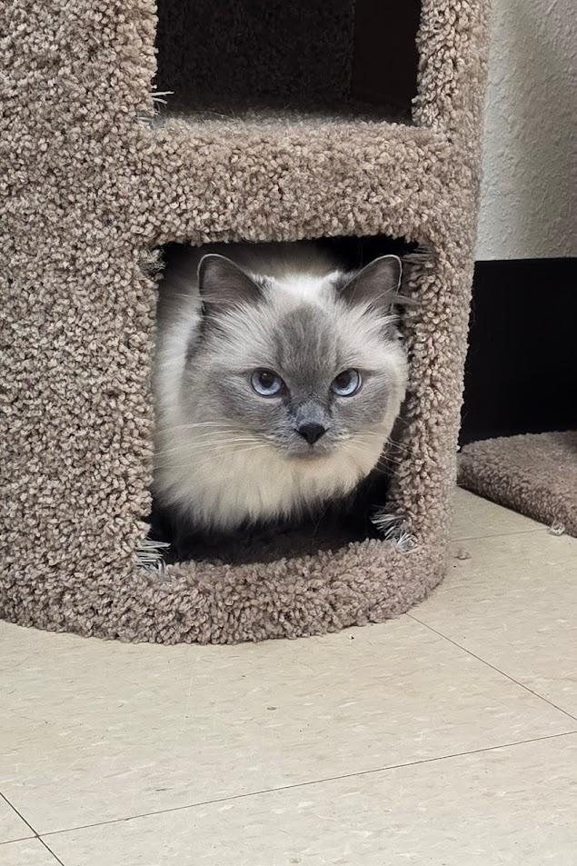 Enlarge Bella, an adopted Ragdoll in Red Wing, MN image 5/5