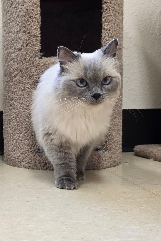 Enlarge Bella, an adopted Ragdoll in Red Wing, MN image 2/5
