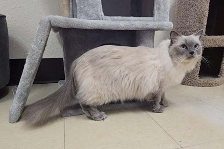 Enlarge Bella, an adopted Ragdoll in Red Wing, MN image 4/5