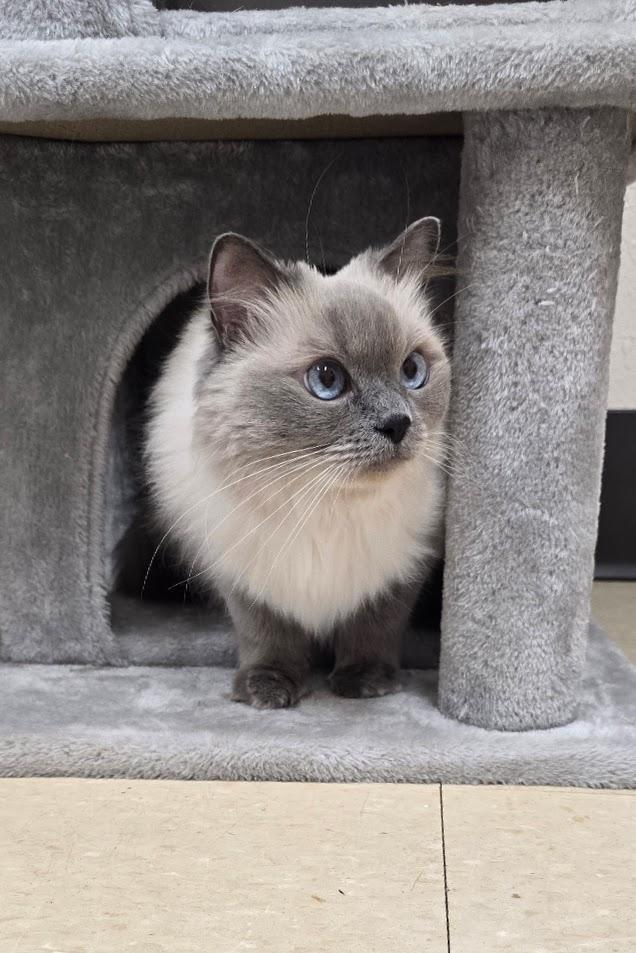 Bella, adopted, Adult Female Ragdoll.