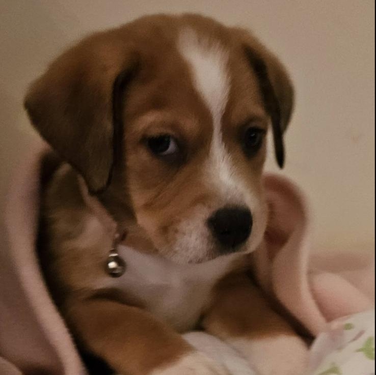 Valli Girl, an adopted mixed breed in Concord, NC image 2/2