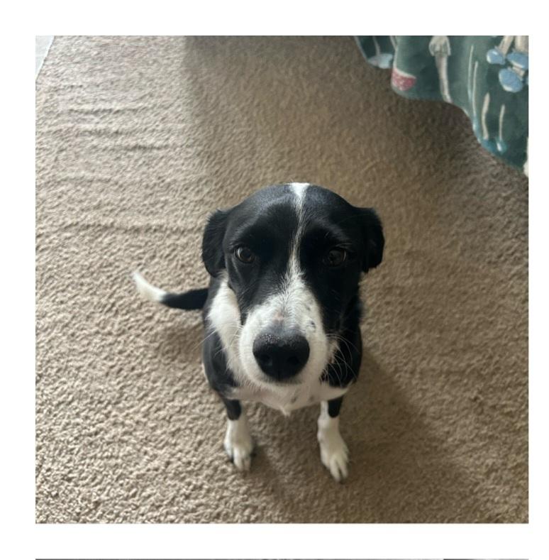 Luna, Adoptable, Adult Female Border Collie.