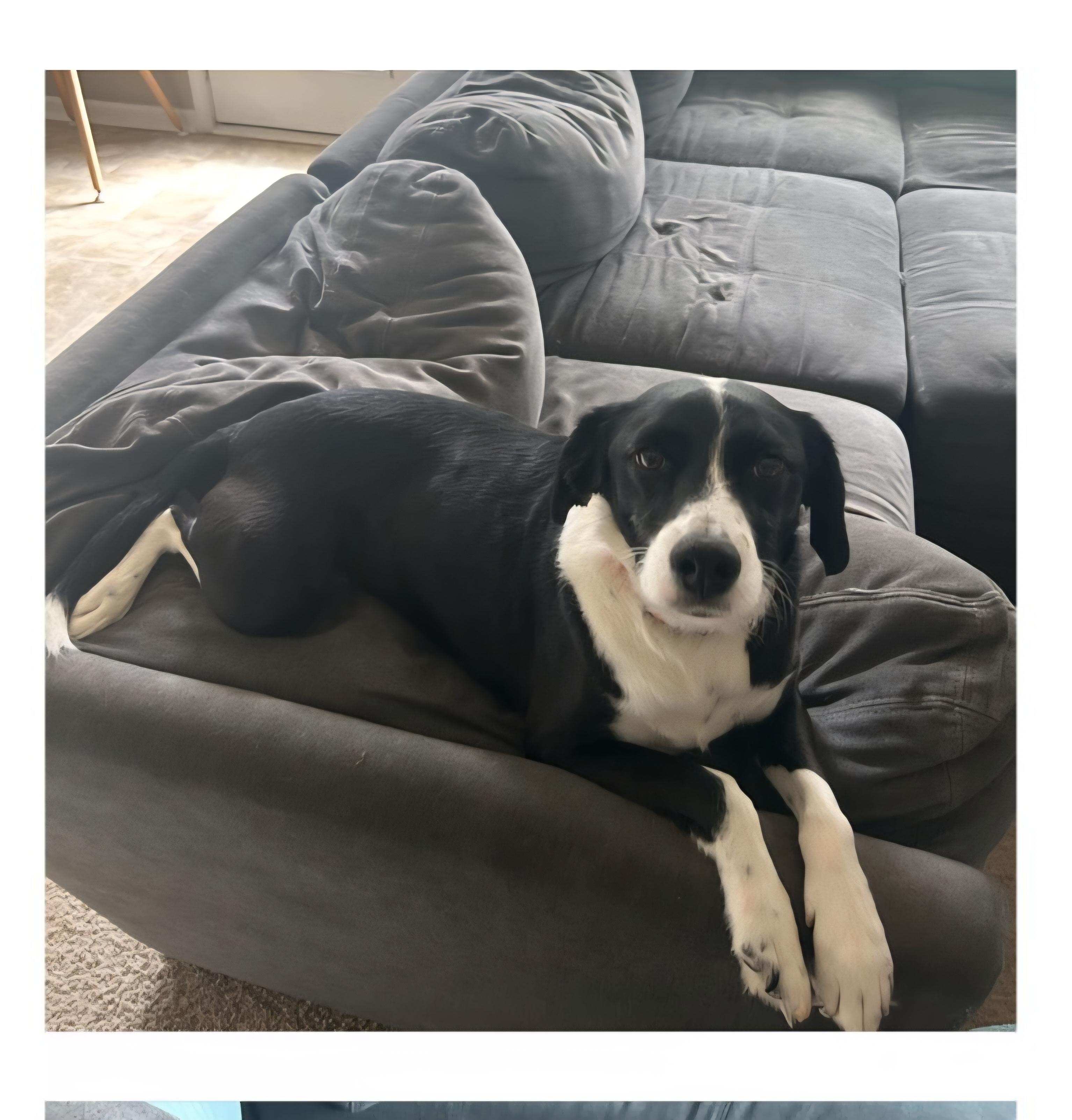 Luna, a Adoptable mixed breed in Lawrenceville, GA image 2/2