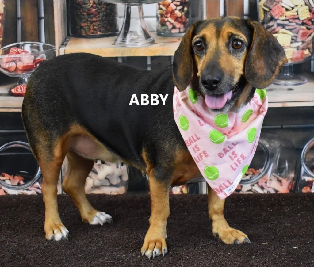 Enlarge Abby, a Adoptable mixed breed in Gilbert, AZ image 1/3