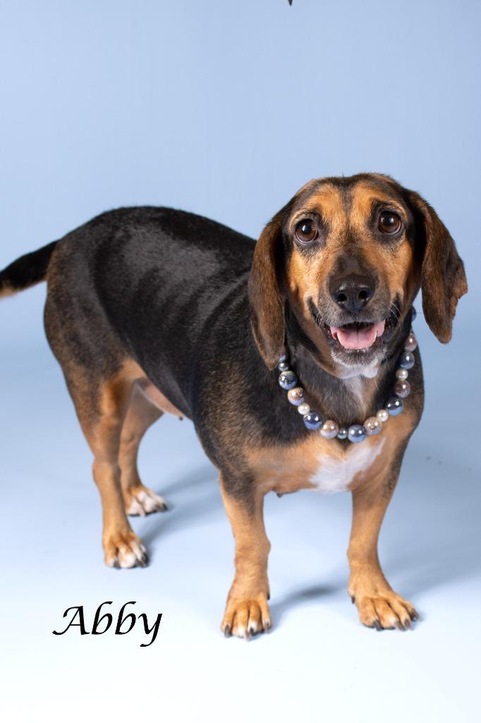 Enlarge Abby, a Adoptable mixed breed in Gilbert, AZ image 2/3