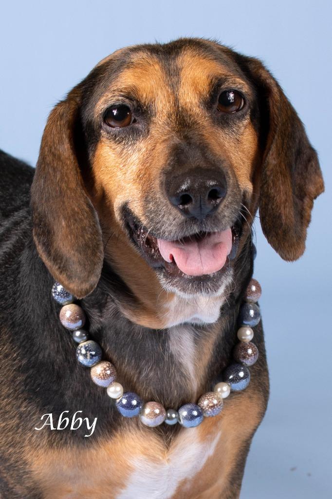 Enlarge Abby, a Adoptable mixed breed in Gilbert, AZ image 3/3