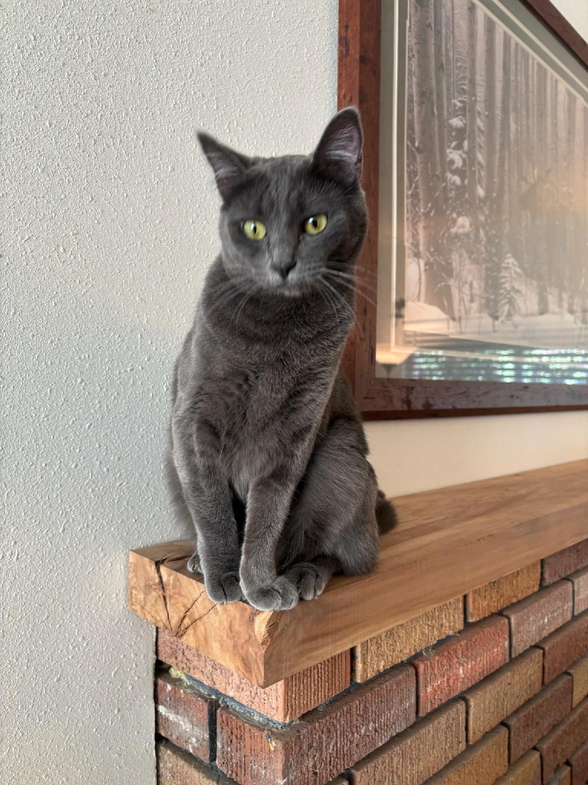 Ultra Gray, Adoptable, Young Female Domestic Medium Hair.