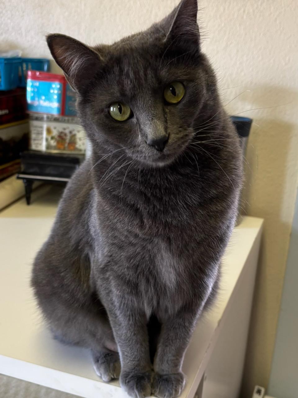 Ultra Gray, an adoptable Domestic Medium Hair in Selah, WA, 98942 | Photo Image 3