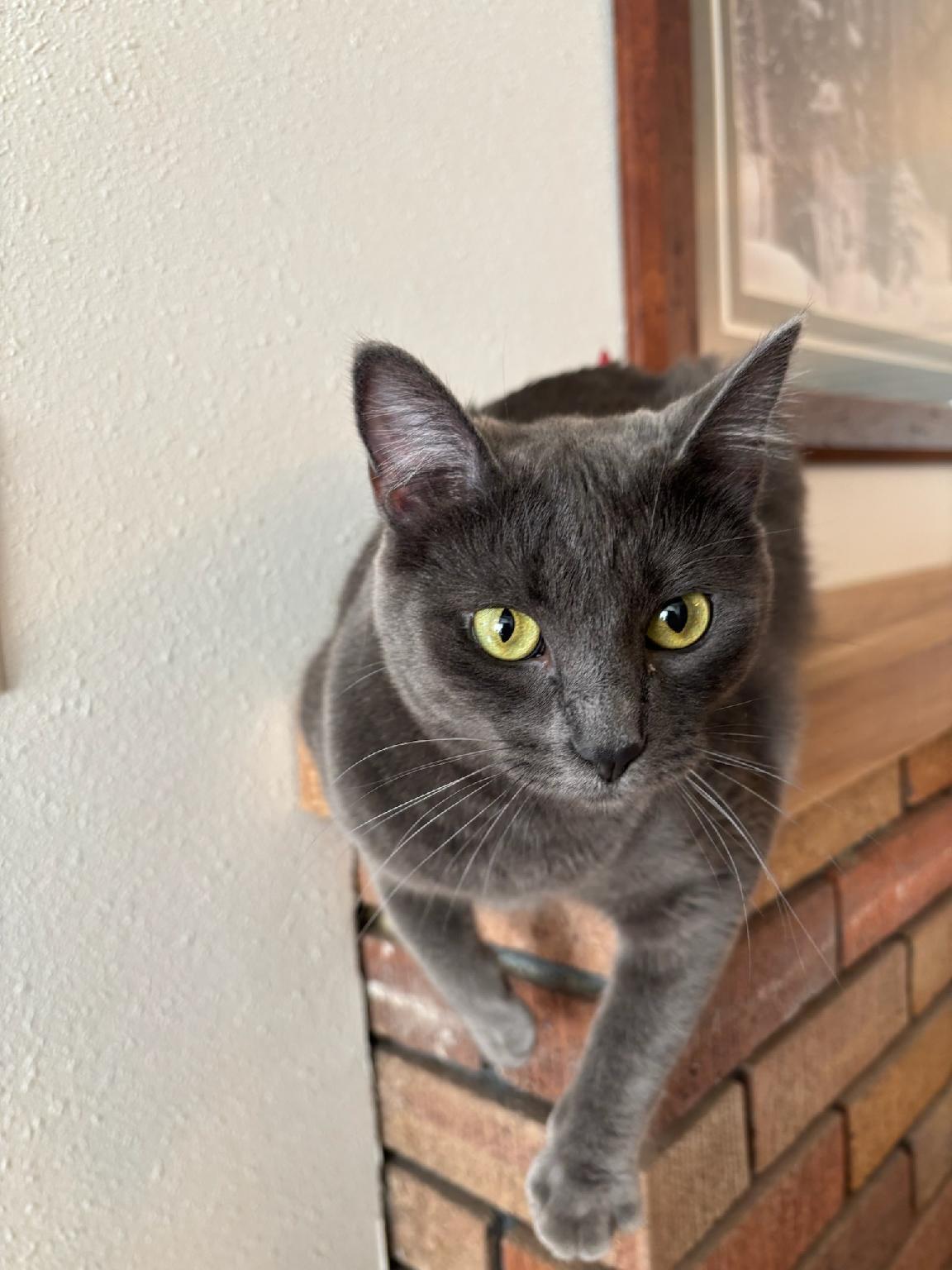 Ultra Gray, Adoptable, Young Female Domestic Medium Hair.