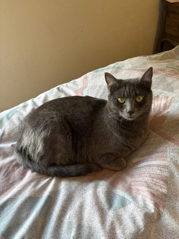 Enlarge Ultra Gray, a Adoptable Domestic Medium Hair in Selah, WA image 4/5
