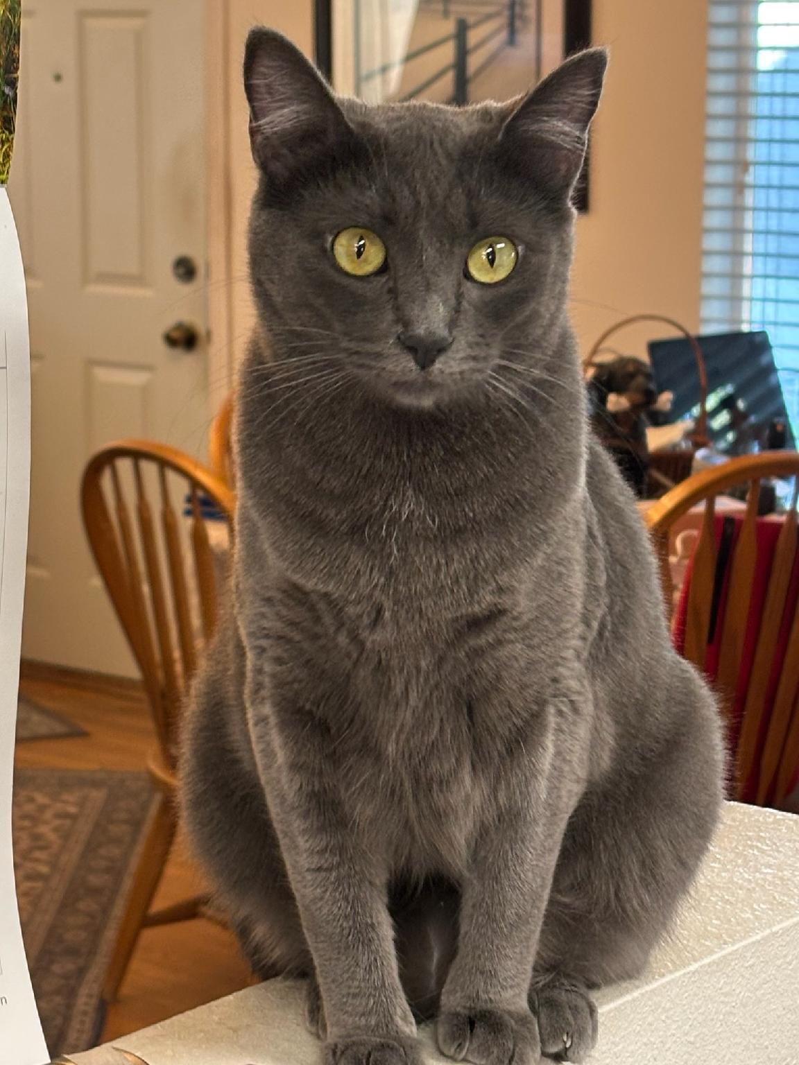 Enlarge Ultra Gray, a Adoptable Domestic Medium Hair in Selah, WA image 5/5