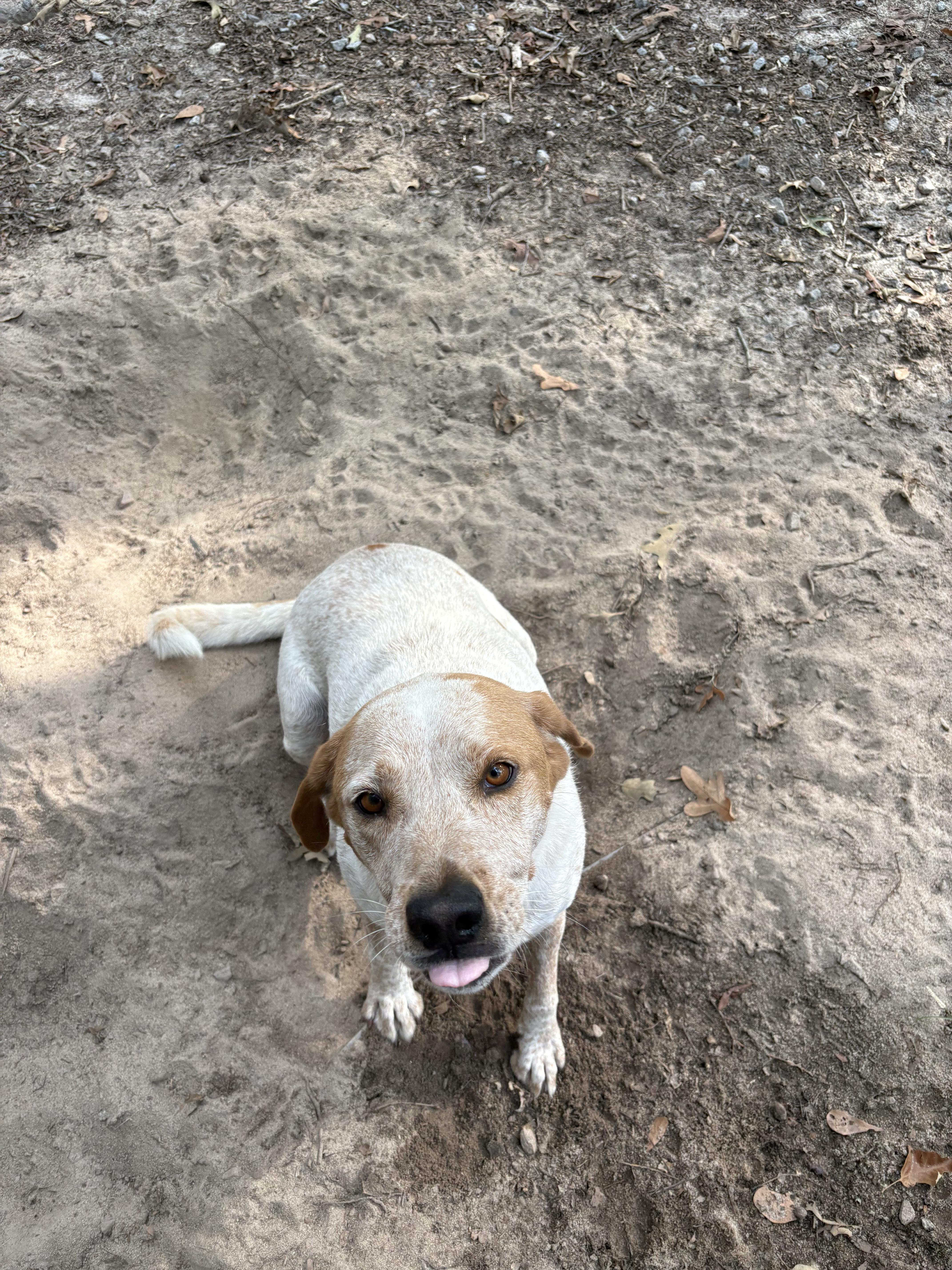 Enlarge Ezra, a Adoptable mixed breed in Orangeburg, SC image 6/6